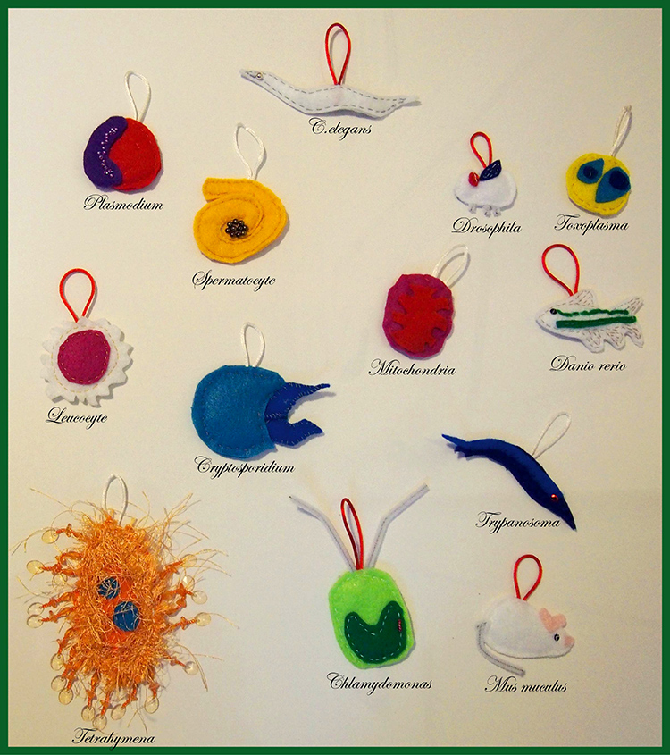 cell bio ornaments_small.jpg