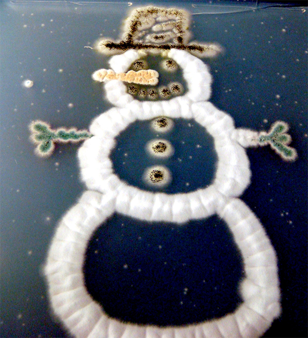 http-__blogs.jcvi.org_wp-content_uploads_2010_12_fungal-snowman.jpg